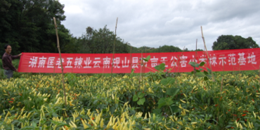 匡老五云南小米辣基地